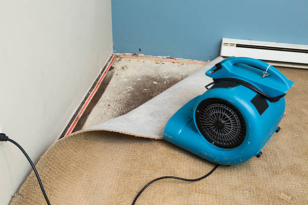 Best Carpet water damage restoration  in Taylor, PA